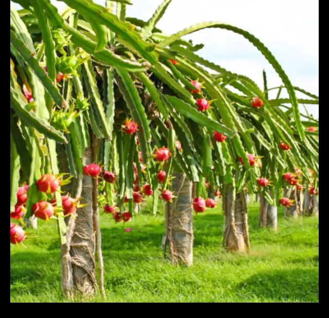 Grow Your Own Dragon Fruit a Guide to Planting Dragon Fruit Cuttings