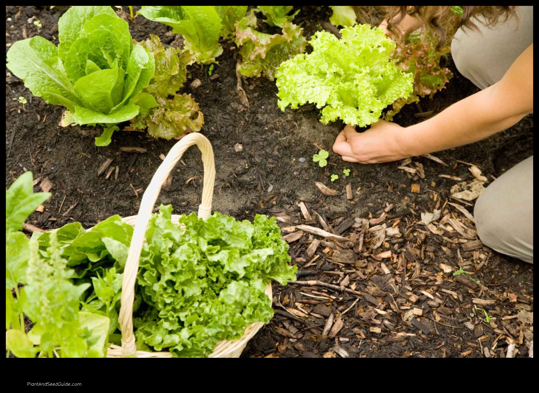 how to plant lettuce in raised beds