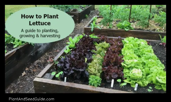 Grow Your Own Lettuce a Guide to Planting Lettuce in Raised Beds