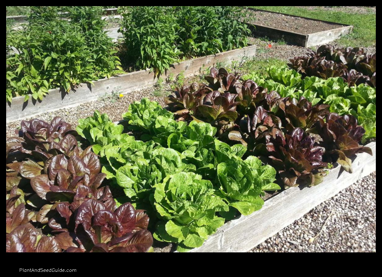 how to plant lettuce in a raised bed