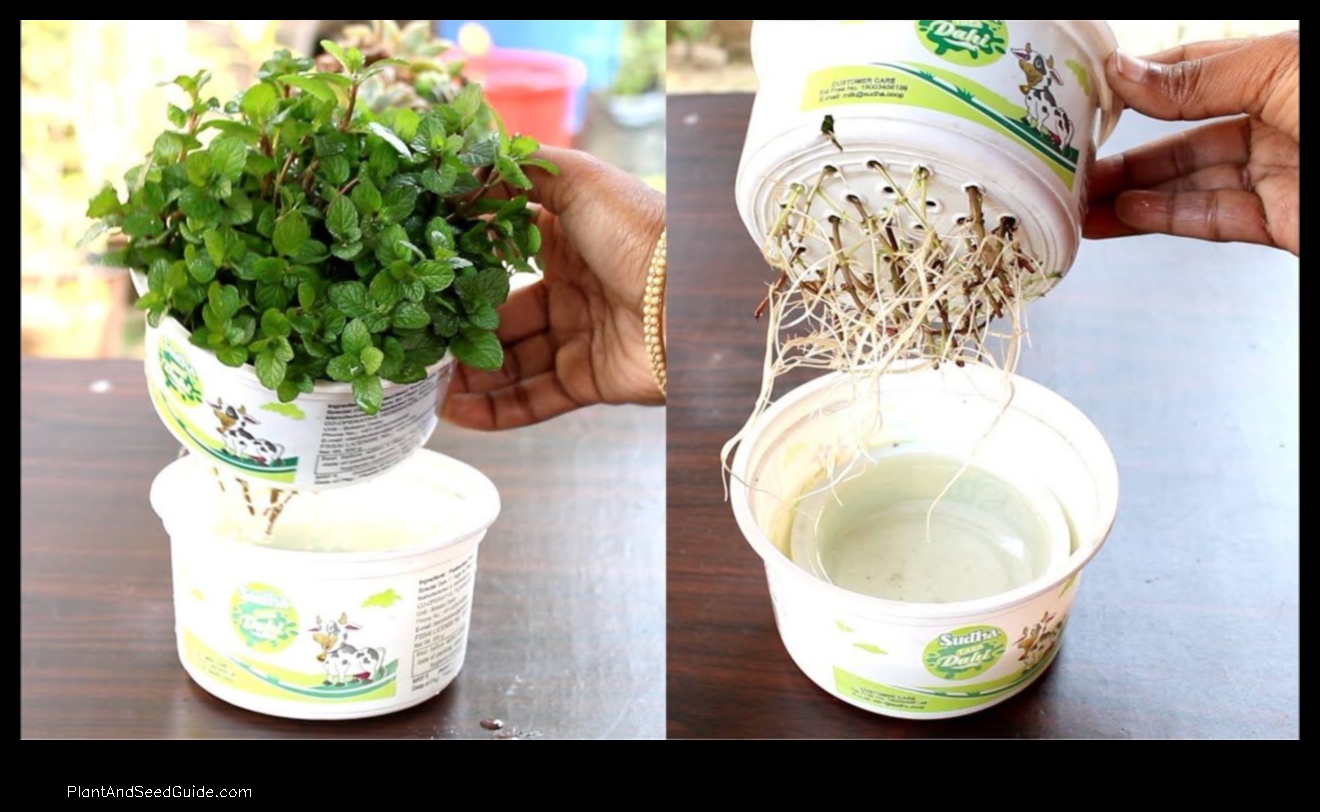 how to grow hydroponic mint plant