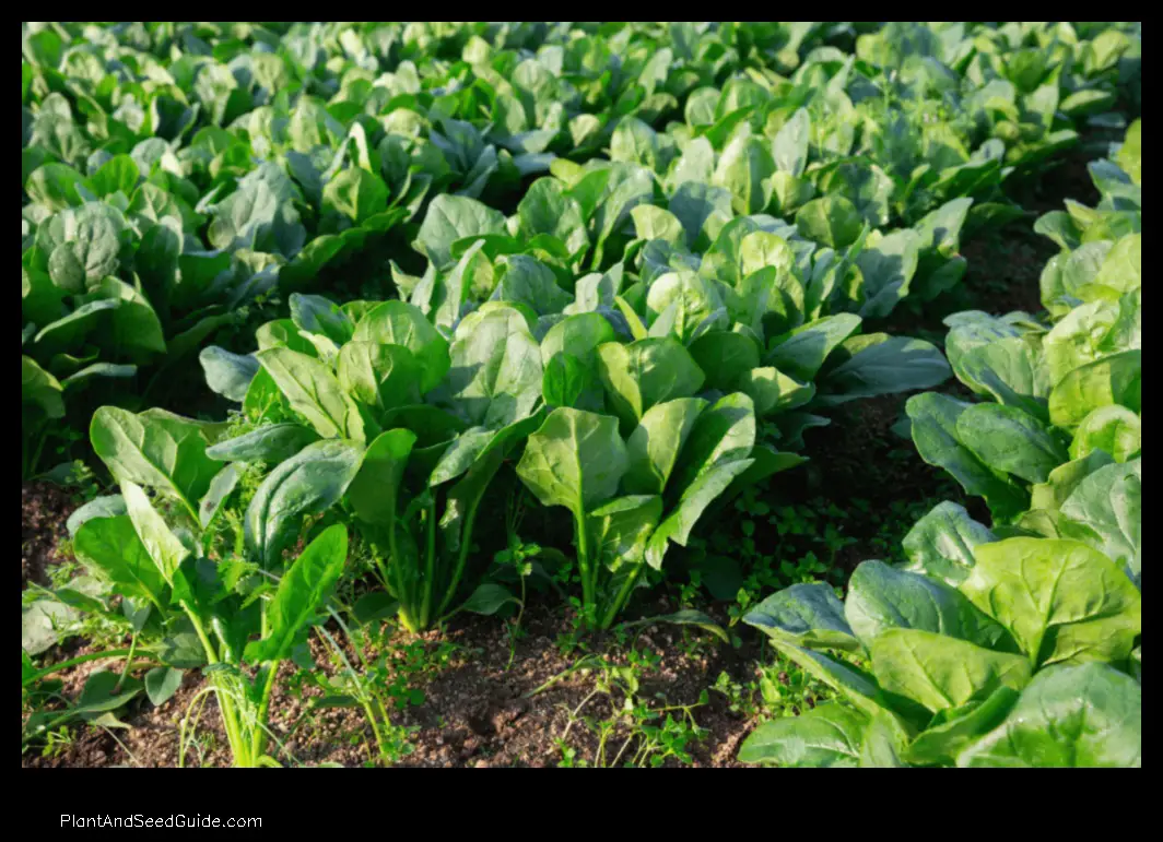 what to plant with spinach to keep bugs away