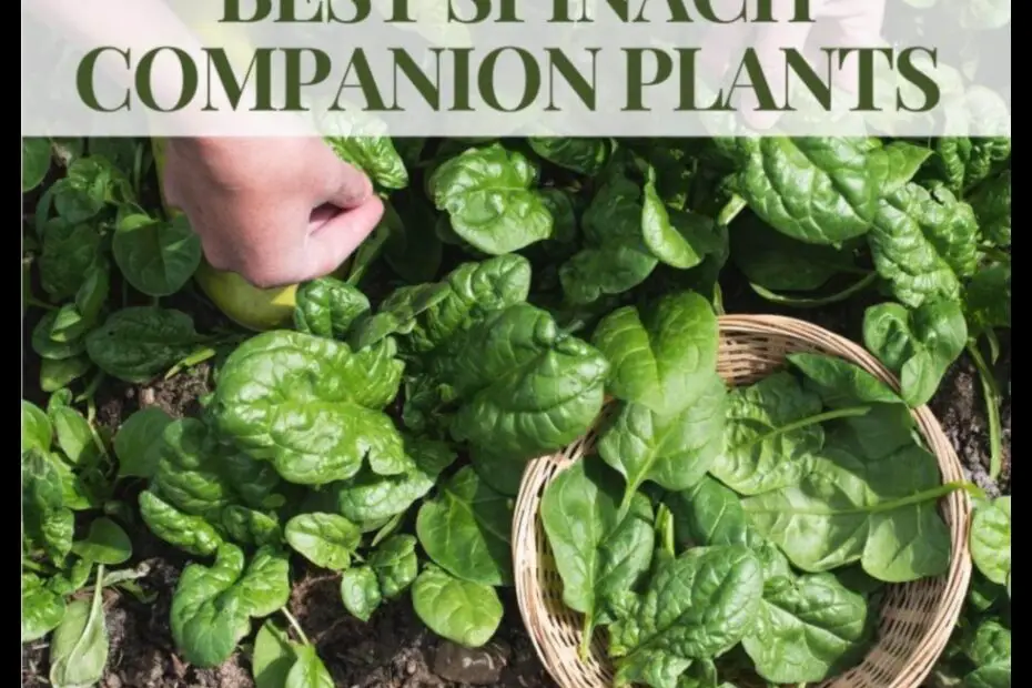 Grow a Pest Free Spinach Patch with Companion Planting