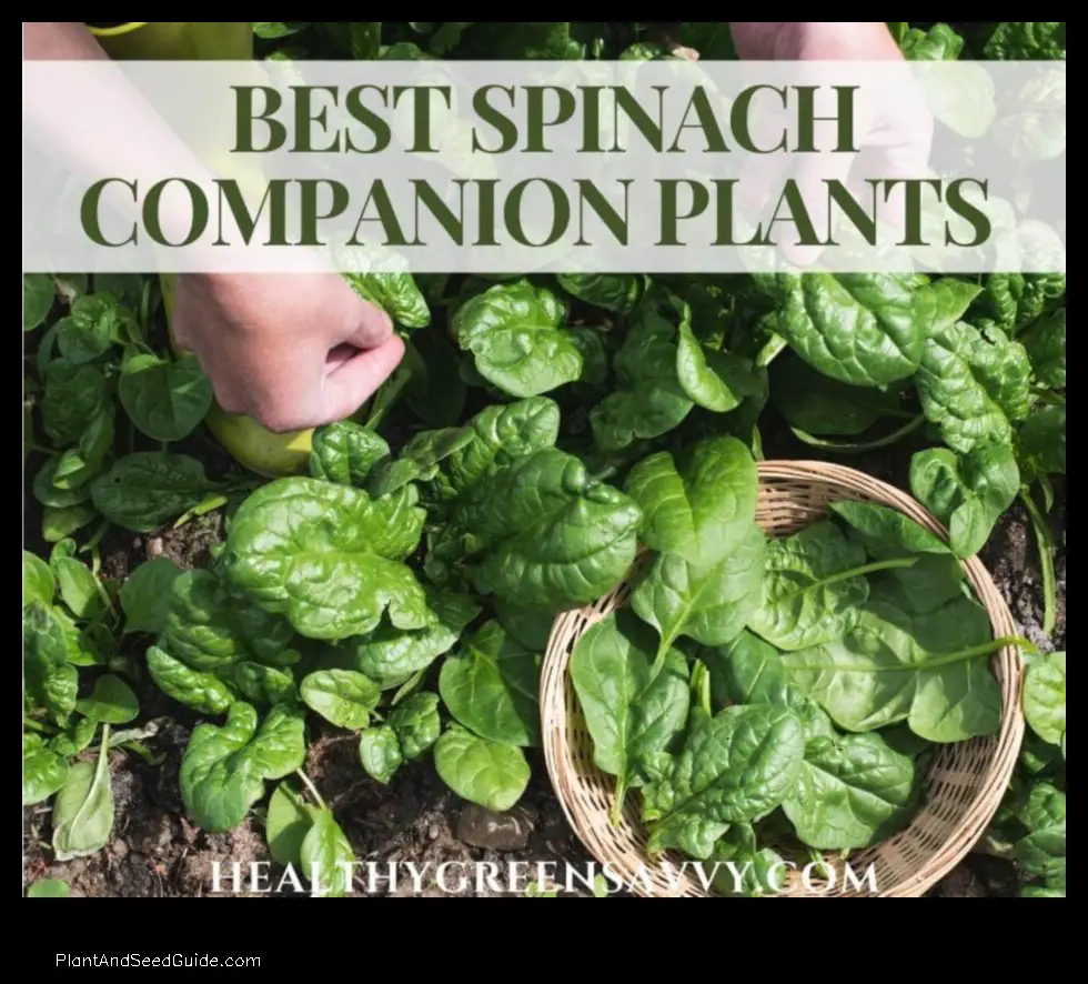 what to plant with spinach to keep bugs away
