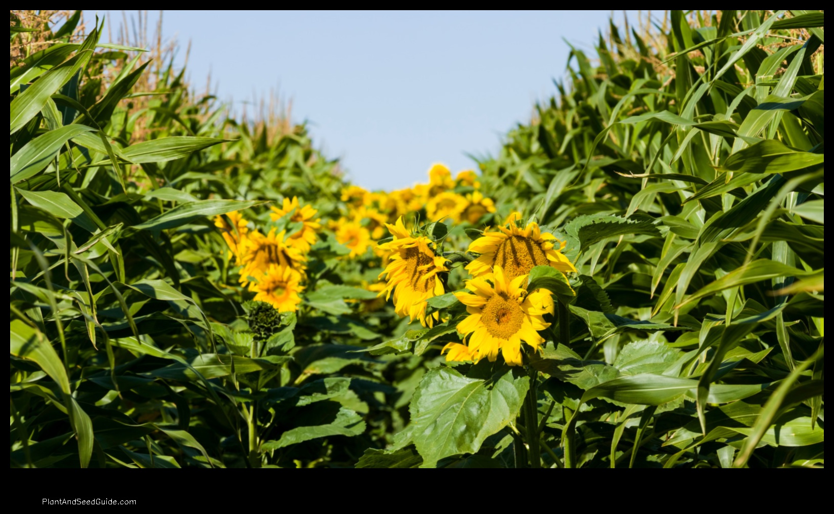 how to plant corn and sunflowers together