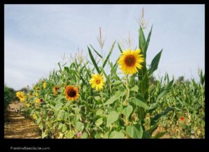 Growing Corn and Sunflowers Together a Guide to Companion Planting