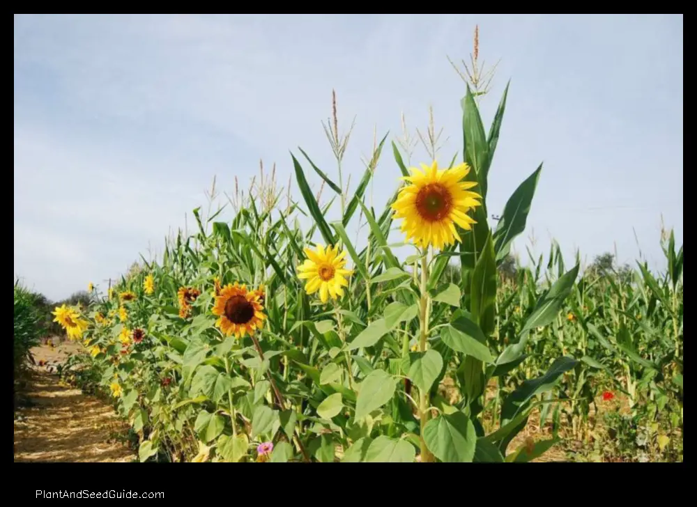 how to plant corn and sunflowers together