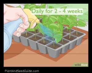 Guanabana Seeds a Step by Step Guide to Planting