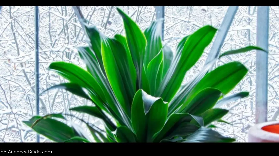 How Cold Can a Snake Plant Survive the Cold Hardy Houseplant That Can Take the Chill