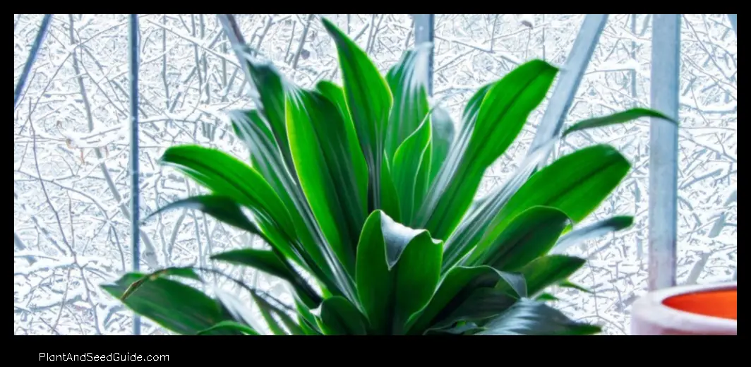 how cold can a snake plant survive