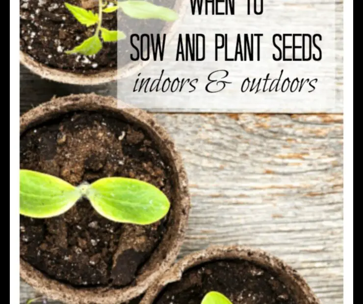 How Deep to Plant a Seed the Definitive Guide