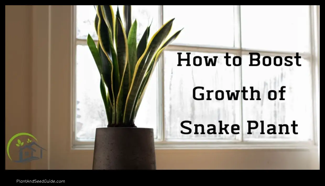 how fast snake plant grow
