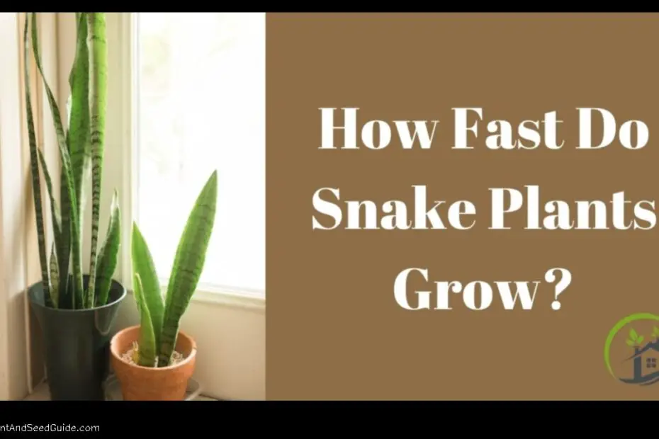 How Fast Does a Snake Plant Grow a Comprehensive Guide