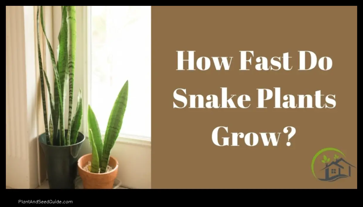 how fast snake plant grow