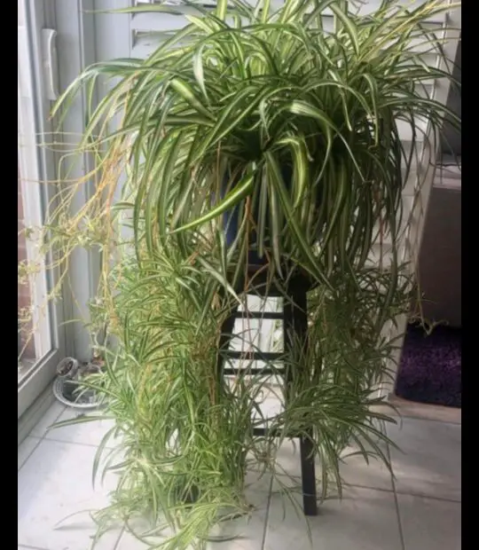 How Long Does it Take a Spider Plant to Grow Babies a Comprehensive Guide