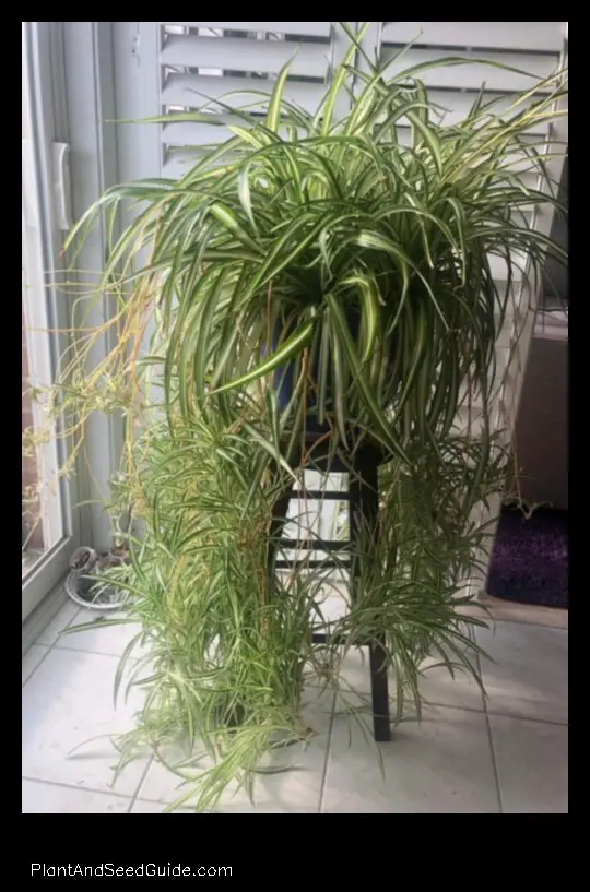 how long does it take a spider plant to grow babies