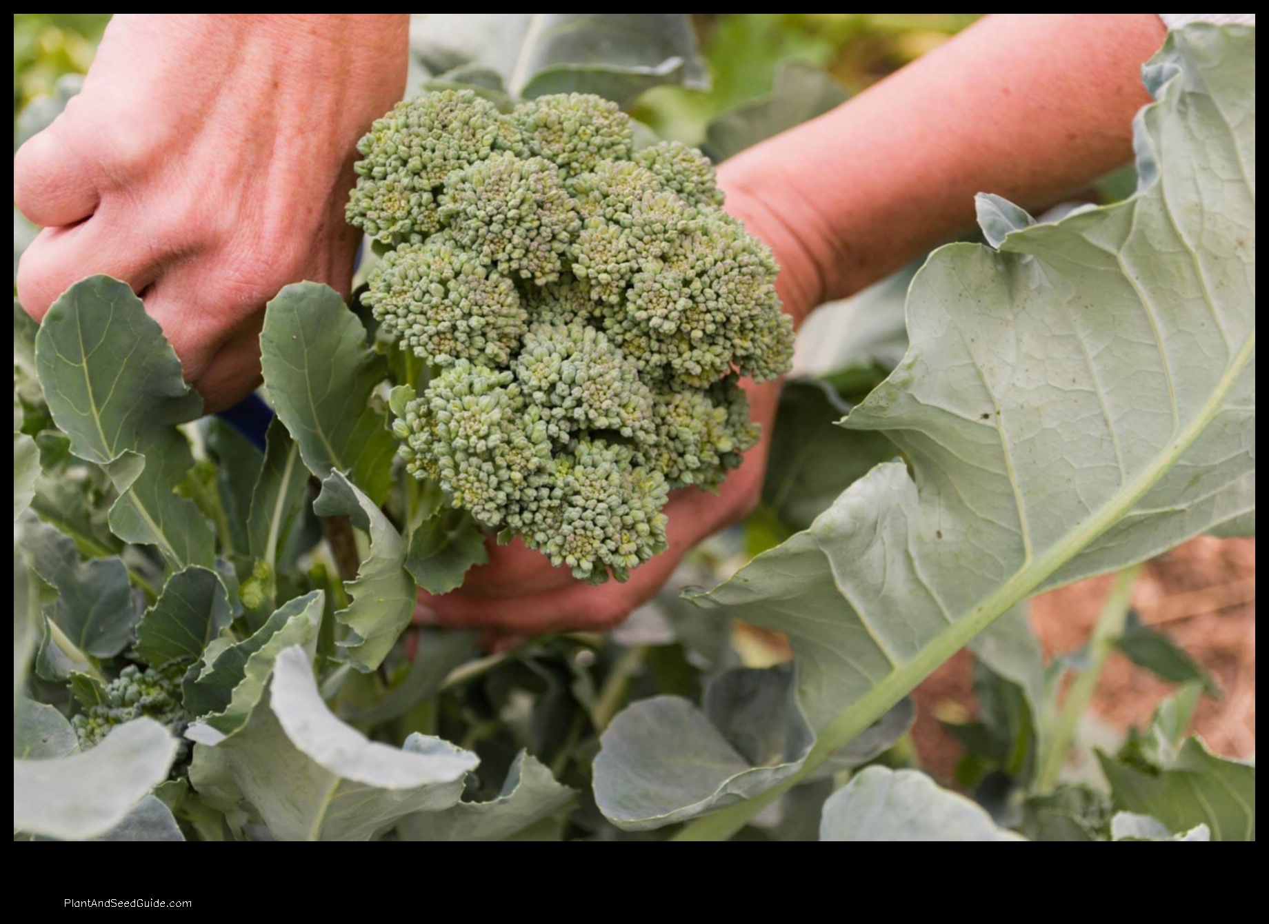 how much broccoli from one plant