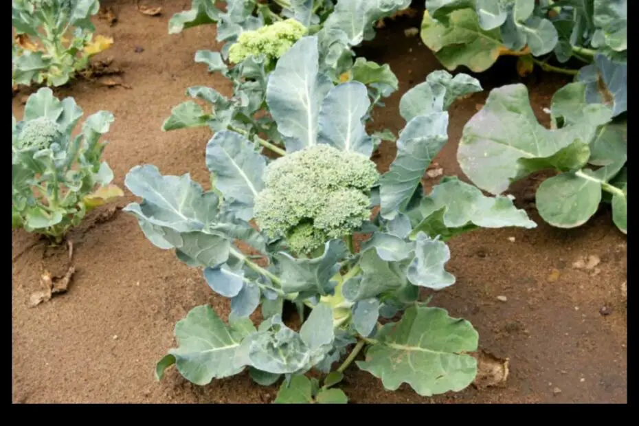 How Much Broccoli Can You Grow from One Plant