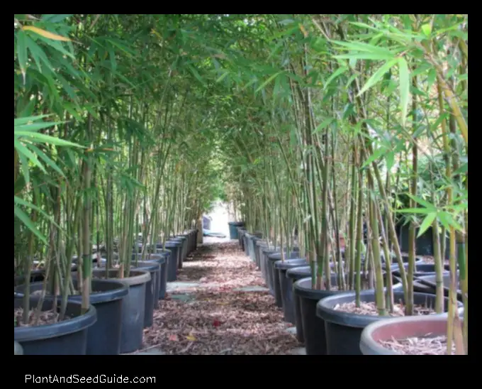 how much does bamboo plant cost