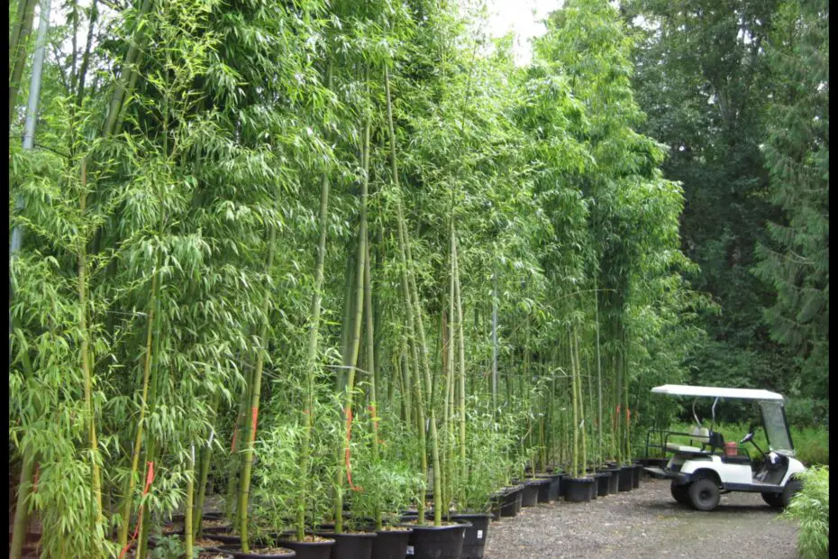 How Much Does a Bamboo Plant Cost a Comprehensive Guide