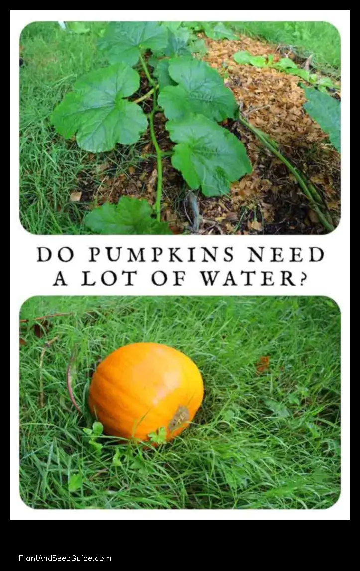 how much water does a pumpkin plant need per day