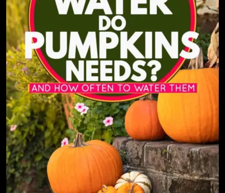 How Much H2o Does a Pumpkin Plant Need Each Day
