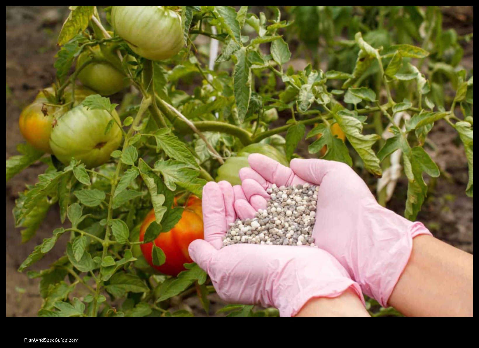 how much liquid fertilizer per tomato plant