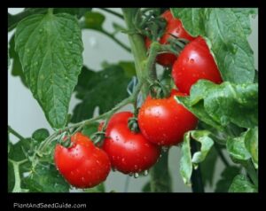 How Much Liquid Fertilizer per Tomato Plant the Definitive Guide