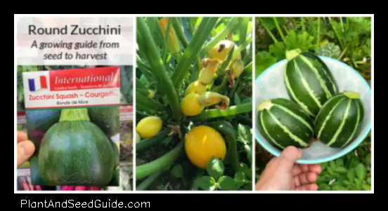 how much zucchini per plant