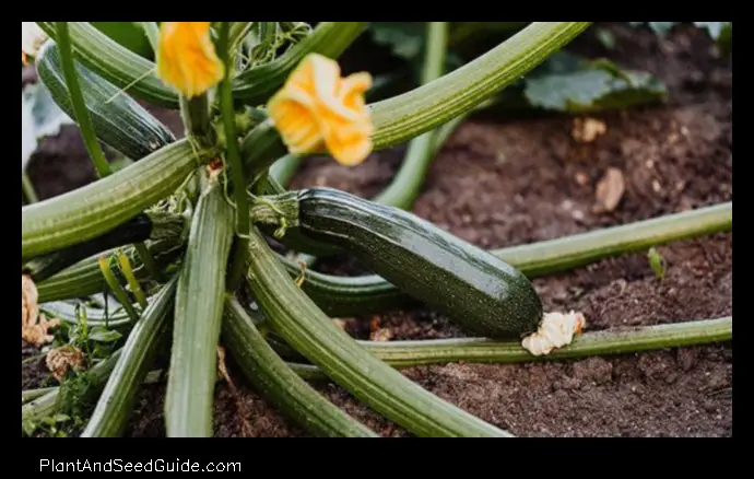 How Much Zucchini per Plant a Guide to Getting the Most Out of Your Harvest