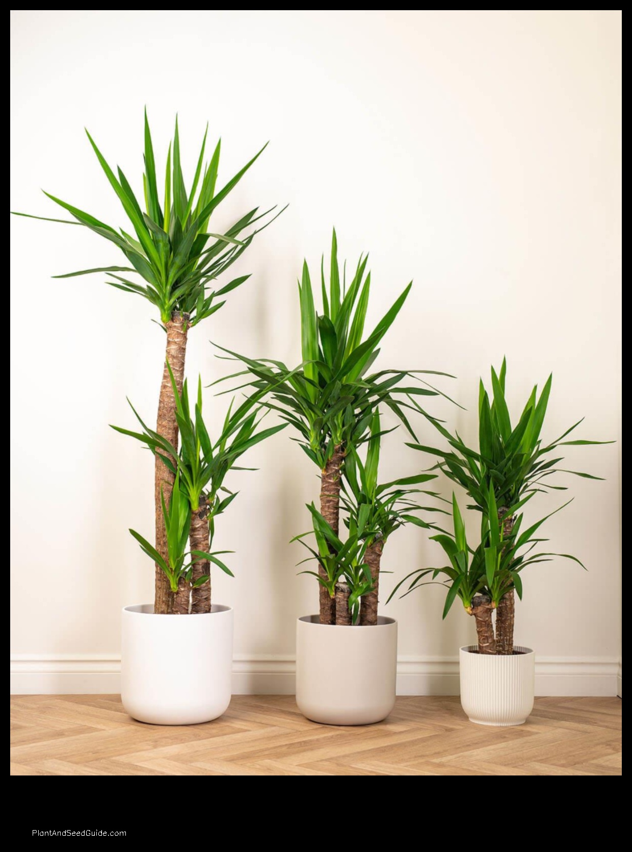 how much is a yucca plant