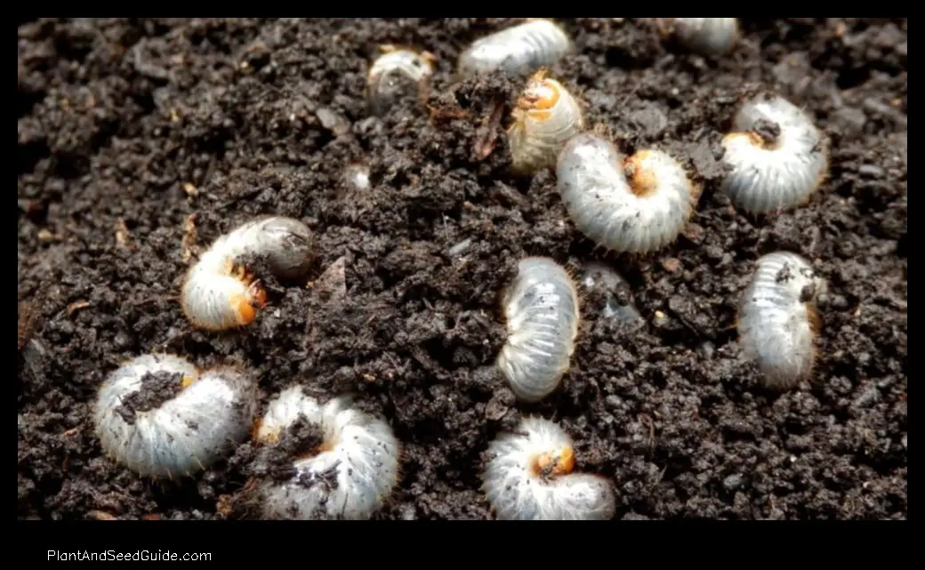 how soon after treating for grubs can you plant grass seed