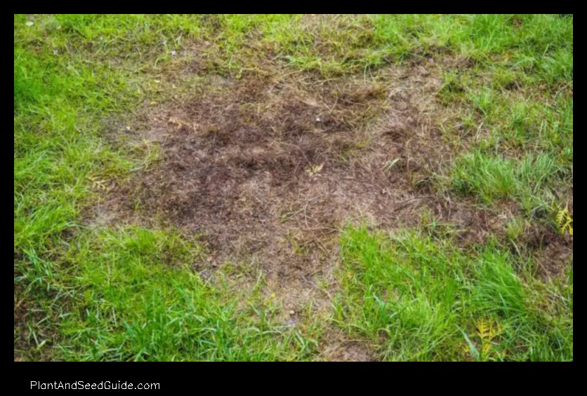 How Soon After Treating for Grubs Can You Plant Grass Seed
