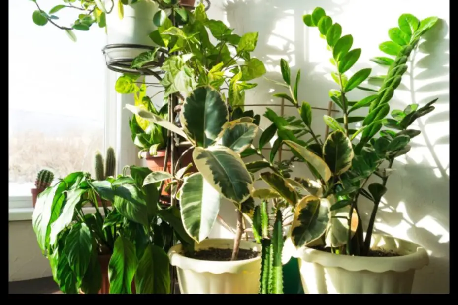 How to Care for Your Tropical Plant a Guide for Beginners