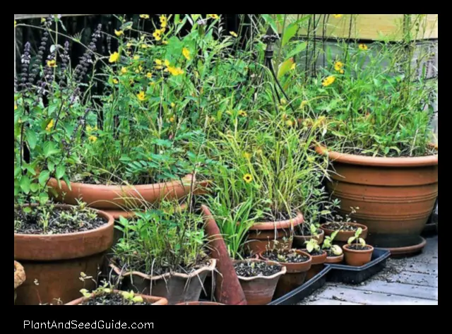 how to plant multiple plants in one pot