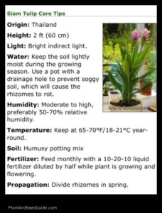 How to Divide a Curcuma Plant a Step by Step Guide