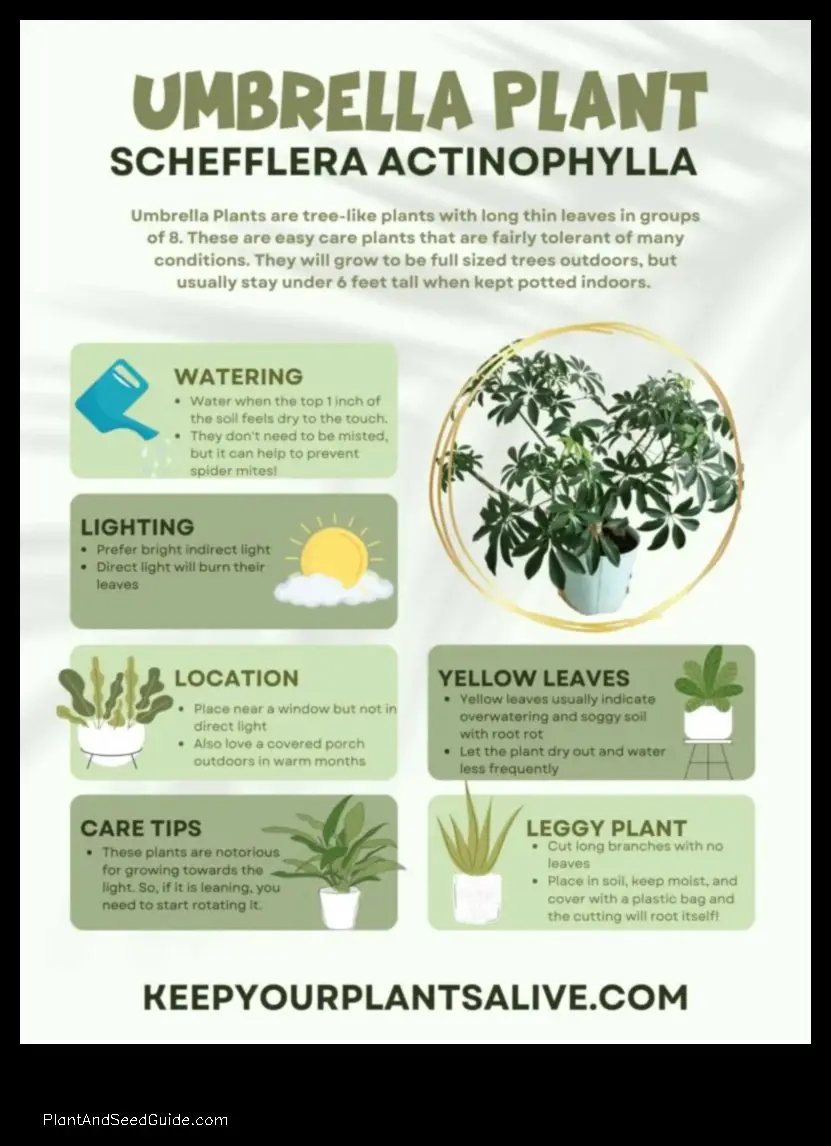 how to divide a schefflera plant