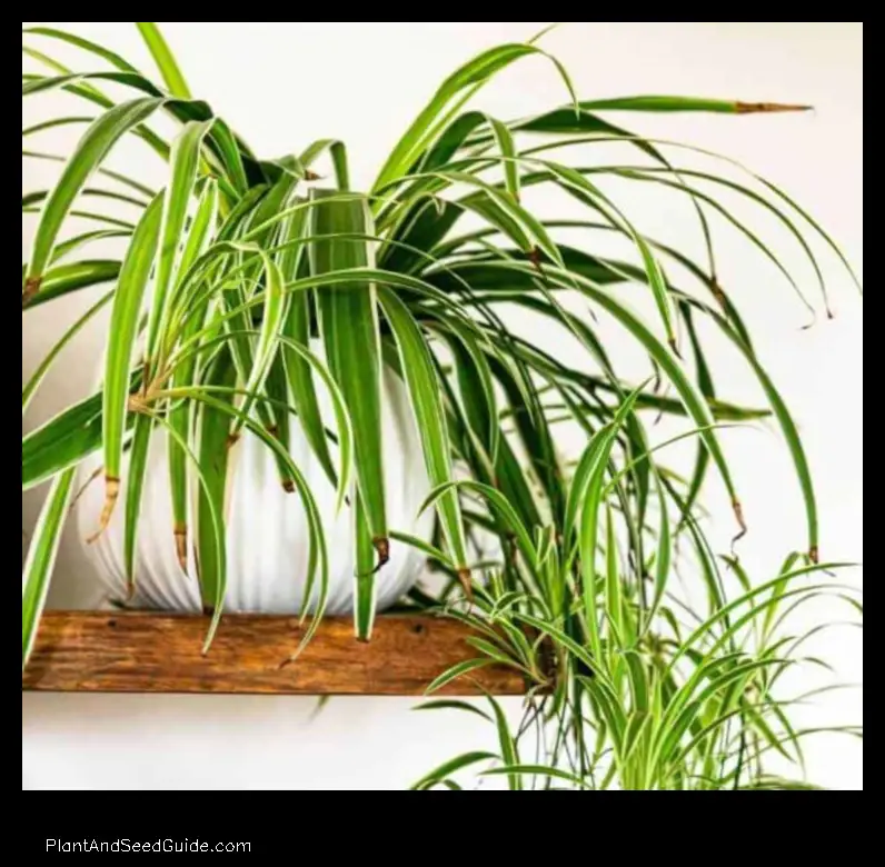 how to fix bent spider plant leaves