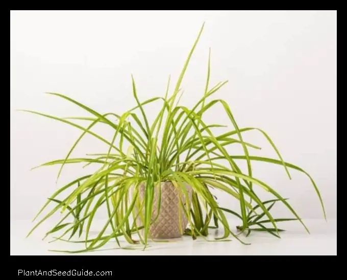 How to Fix Bent Spider Plant Leaves a Guide for the Curious