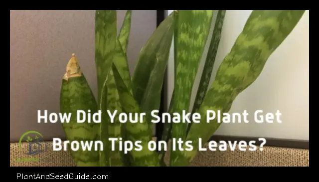 how to fix brown tips on snake plant
