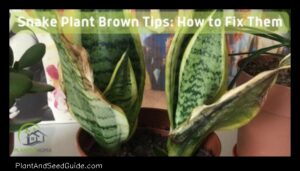 How to Fix Brown Tips on Snake Plant a Step by Step Guide