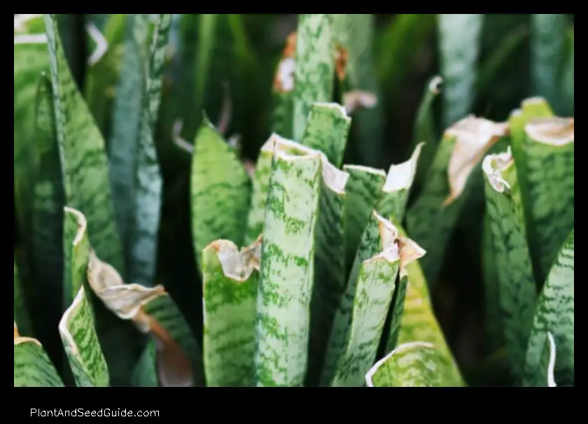 how to fix a bent snake plant leaf
