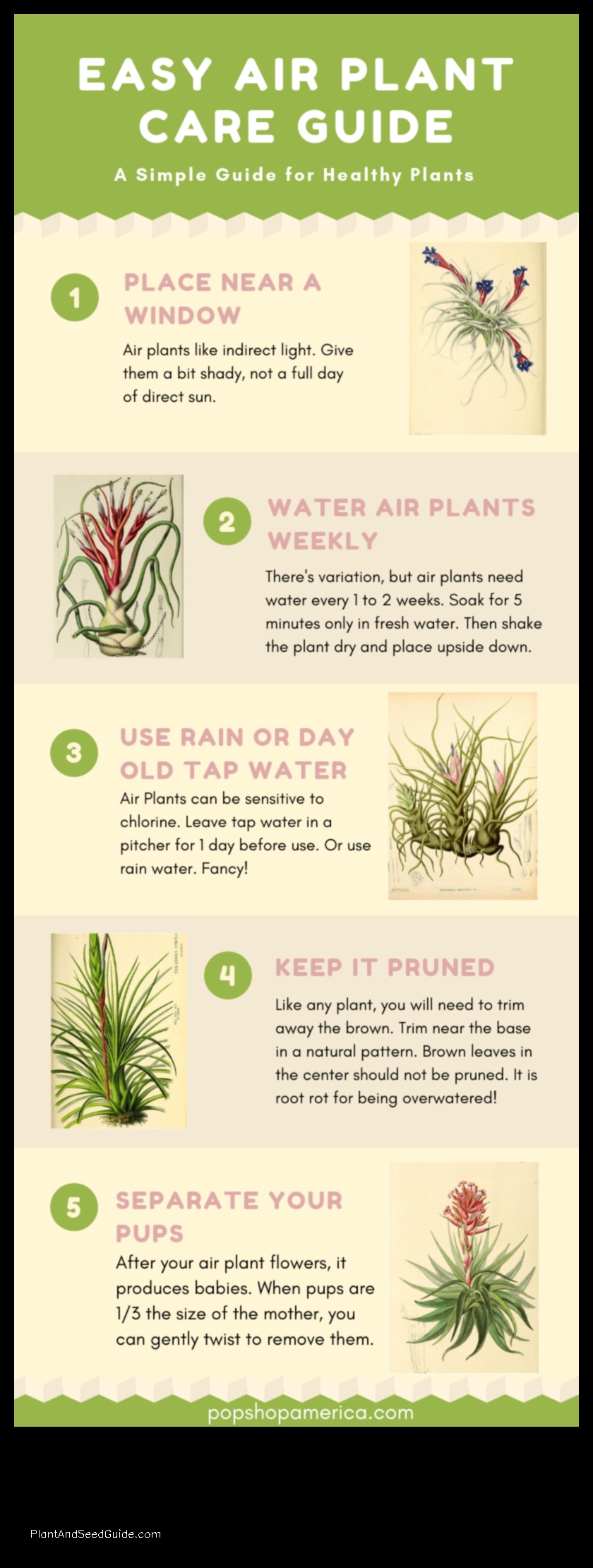how to get air plant to bloom