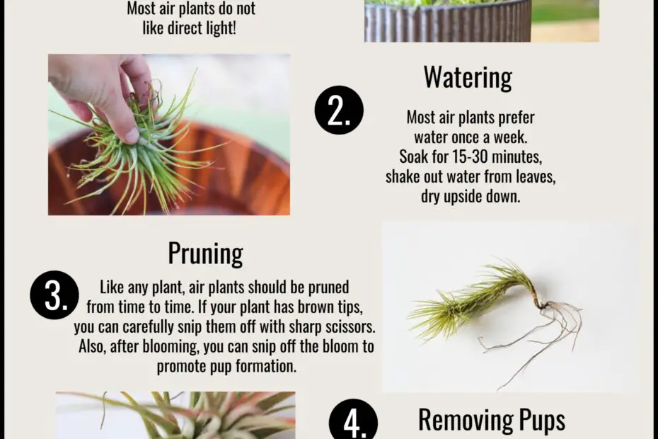 How to Get Your Air Plant to Bloom a Guide for Beginners