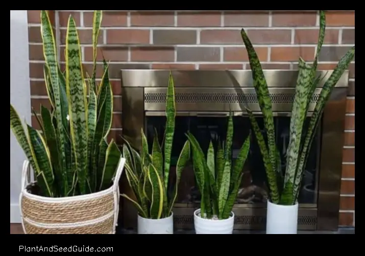 How to Get Your Snake Plant to Stand Tall and Proud