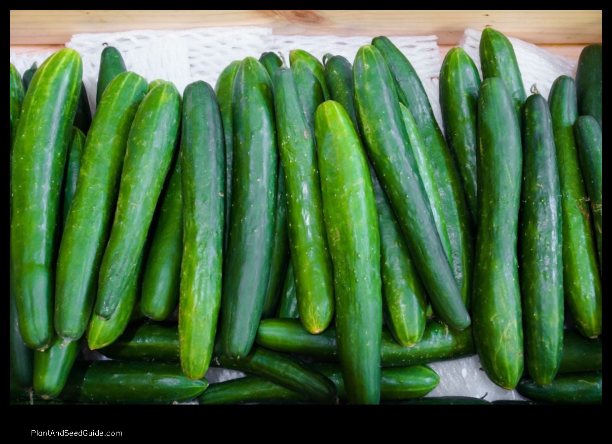 how to plant burpless cucumbers