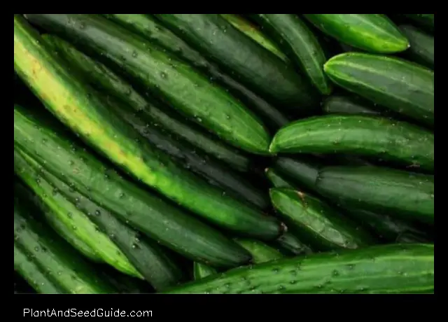 How to Grow Burpless Cucumbers a Guide for the Burp Intolerant