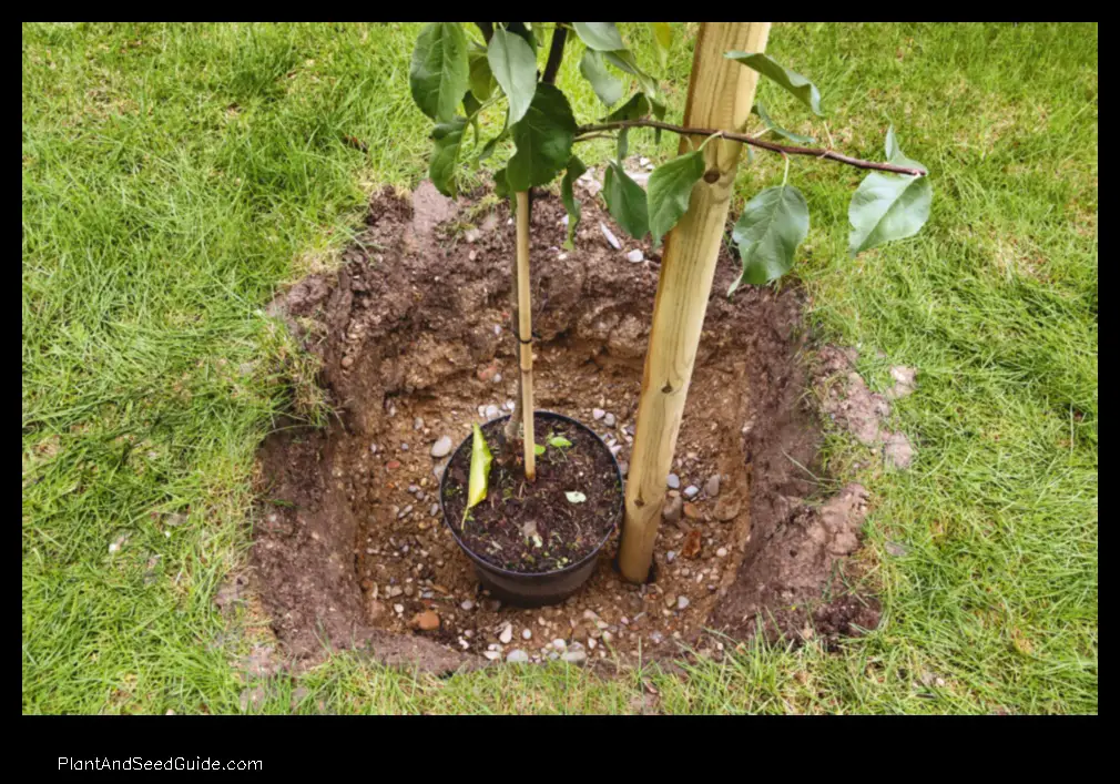 how to plant fruit trees in clay soil