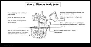 How to Grow Fruit Trees in Clay Soil a Step by Step Guide