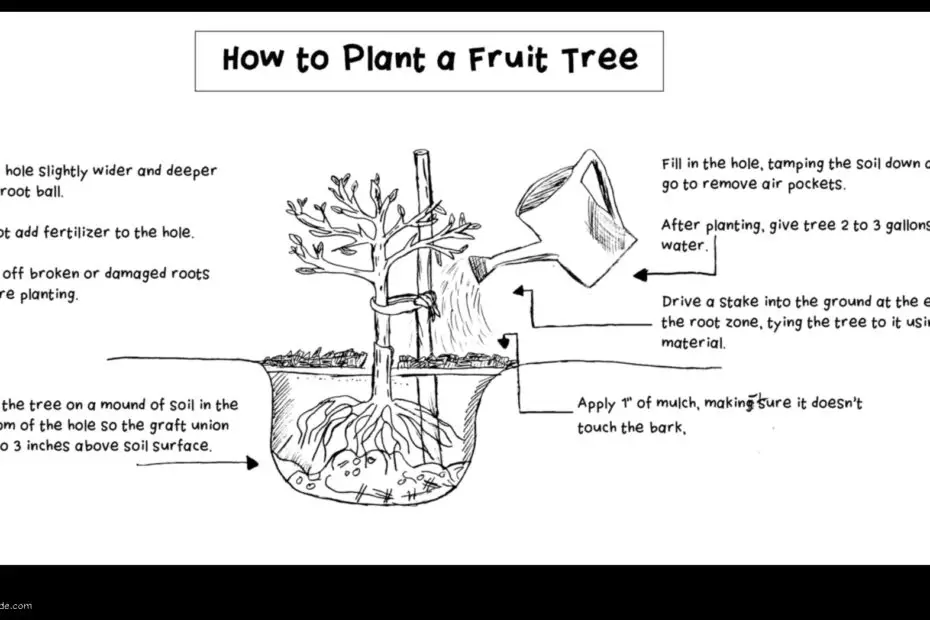 How to Grow Fruit Trees in Clay Soil a Step by Step Guide